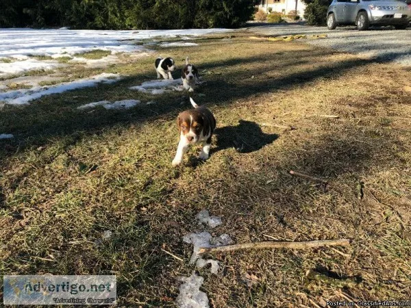 Pure Bred Beagles