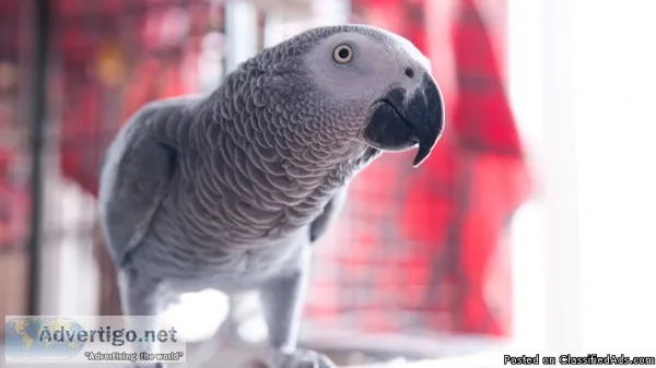 African Grey Parrot