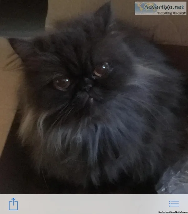 Beautiful rare chocolate Persian