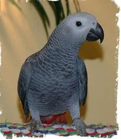 African Grey Parrots