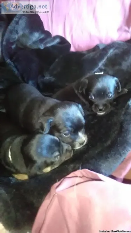 2 Chihuahua pups 2 - 3 months old