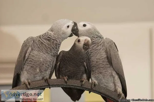 Breeding Pair Of African Grey Parrots
