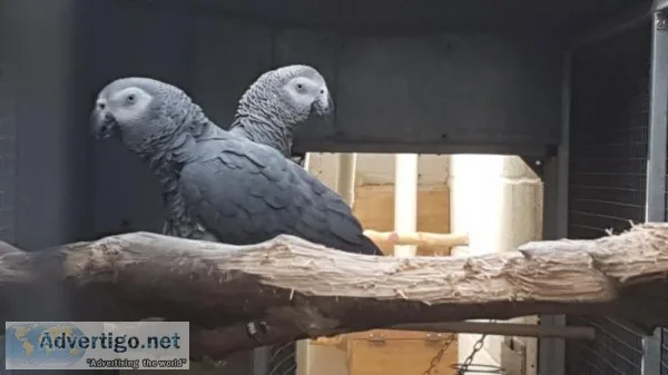 African grey parrot for sale 