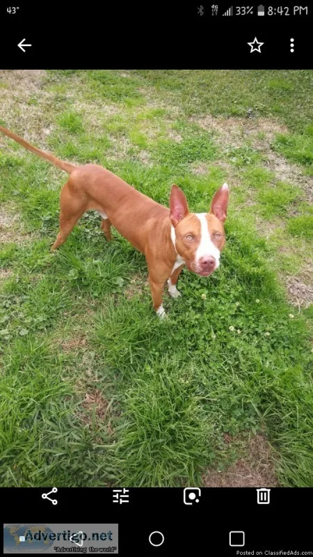 American Pitbull Up for Stud