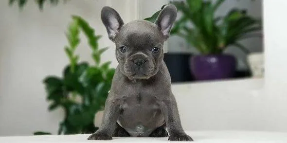 French Bulldog Puppies for Sale
