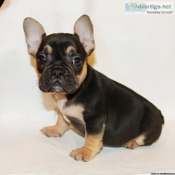 French Bulldog