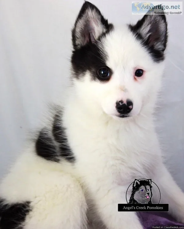 Amy - Pomsky Puppy