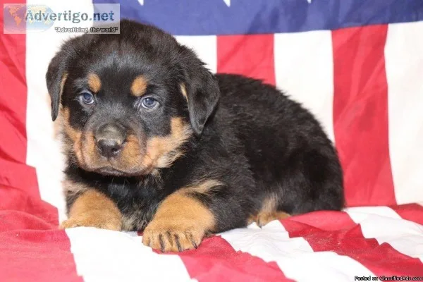 Bolt Male Rottweiler