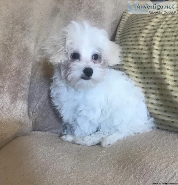 Male Malti-Poo Puppy
