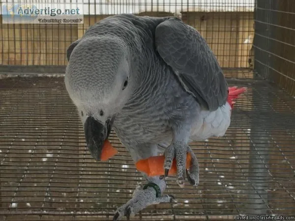 Adorable African Grey Parrot for Adoption