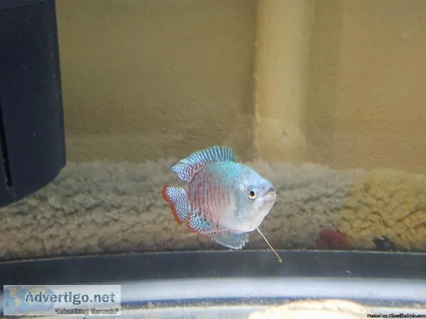 Blue gourami and 2 angel fish