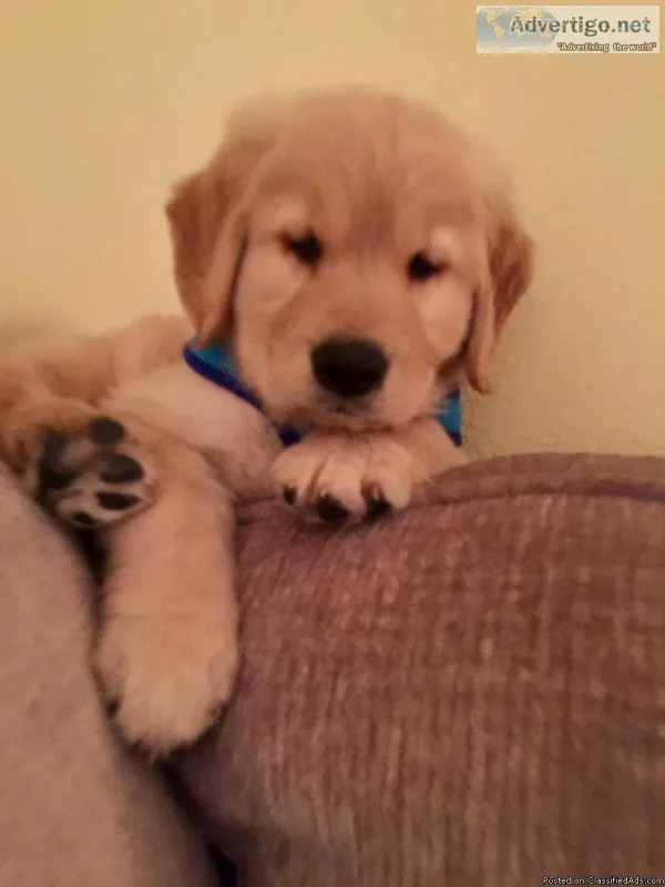 Beautiful Golden Retriever puppy