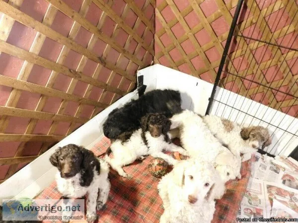 Beautiful Aussiedoodle Pups