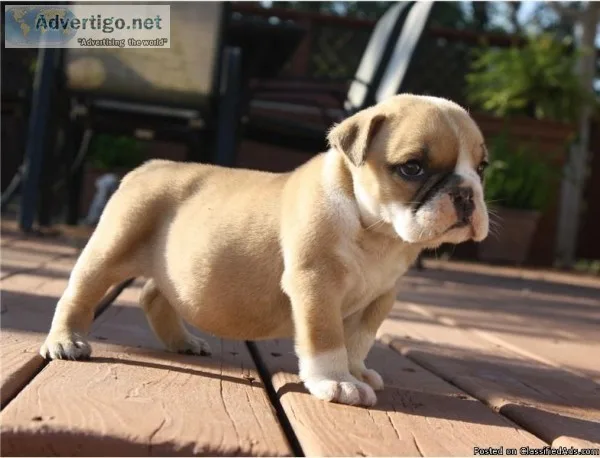 CKC REGISTERED ENGLISH BULLDOG PUPPIES