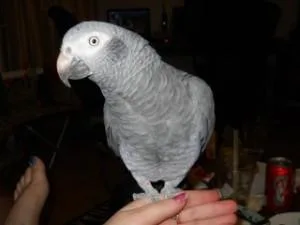 African Grey Parrots