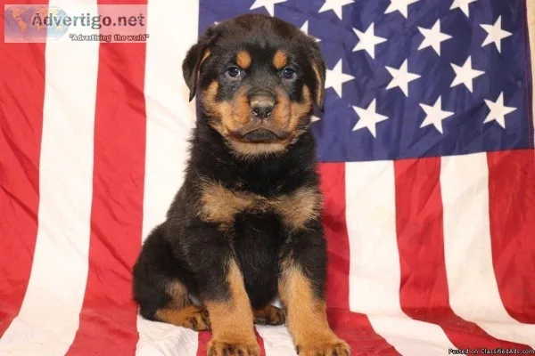 Rocky Male Rottweiler