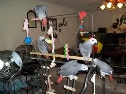 African Grey Congo Parrots