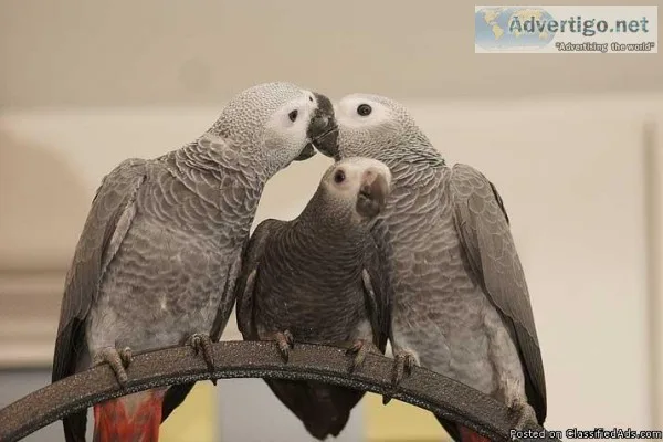 Tamed African Grey For Sale