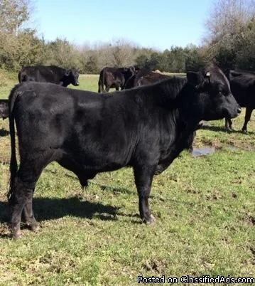 15 month old Angus bull for sale