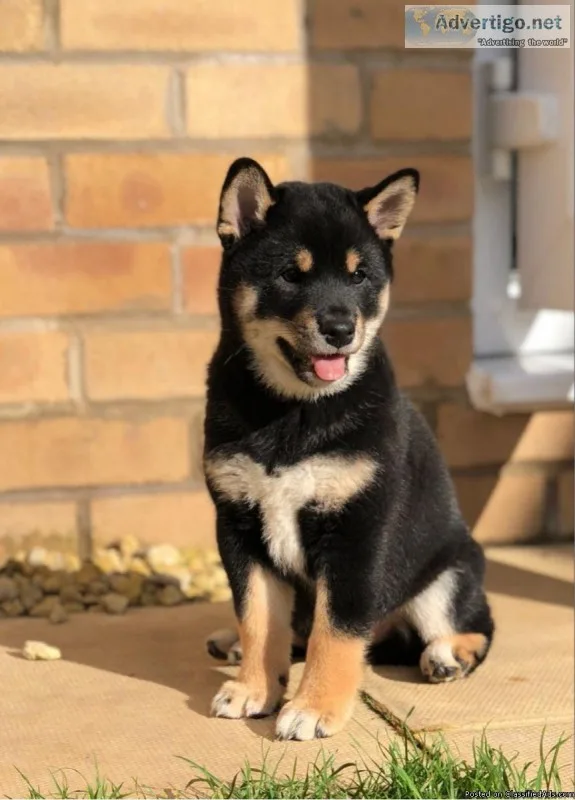 Stunning AKc Reg Black And Tan Japanese Shiba Inu Ready Now