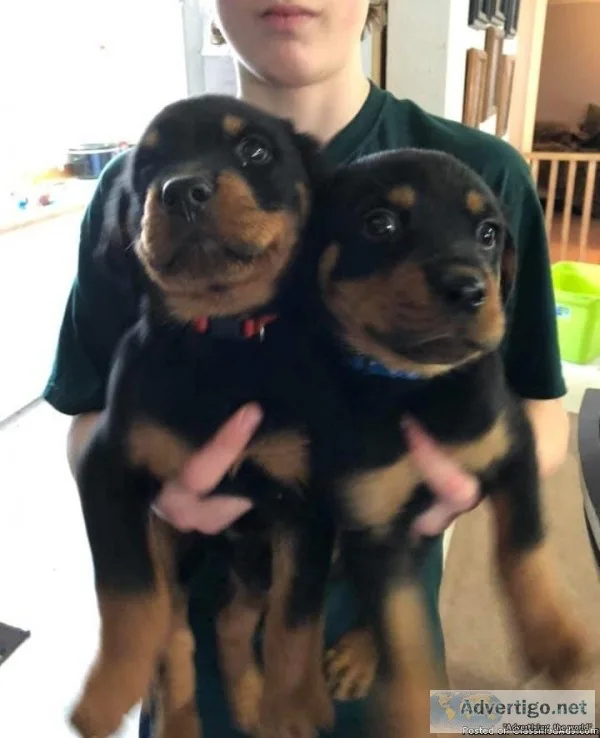 Cute Avaliable Rottweiler puppies