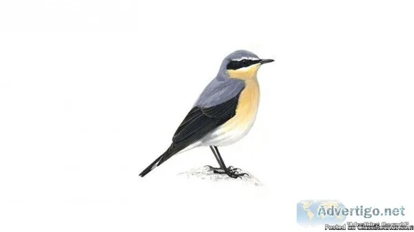 birds are colourful birds