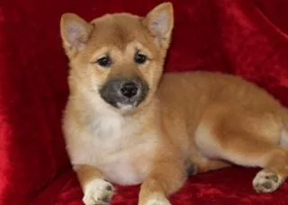 Abby Female AKC Shiba Inu