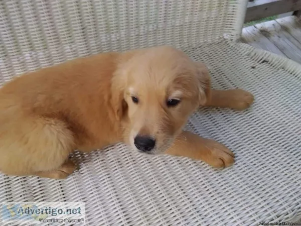 5 AKC Golden retrievers