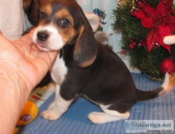 Adorable purebred Beagle puppies for sale