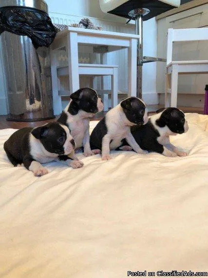 Very healthy and cute Boston Terrier puppies for you