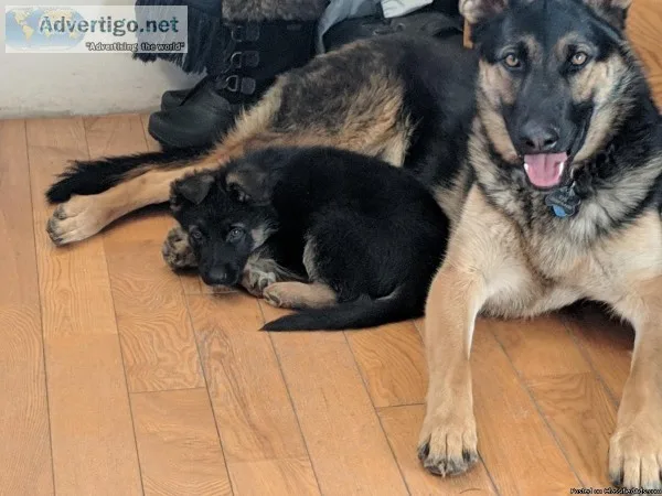 German Shepherd puppies