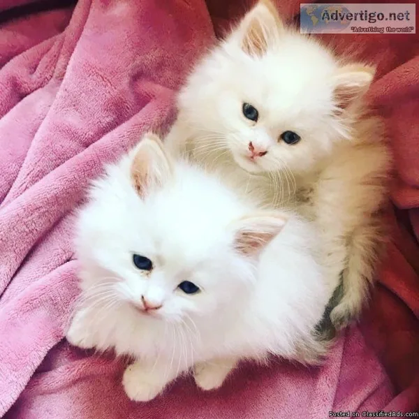 Persia kittens for sale