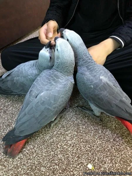 Beautiful Male and Female Congo African Grey Parrots for sale
