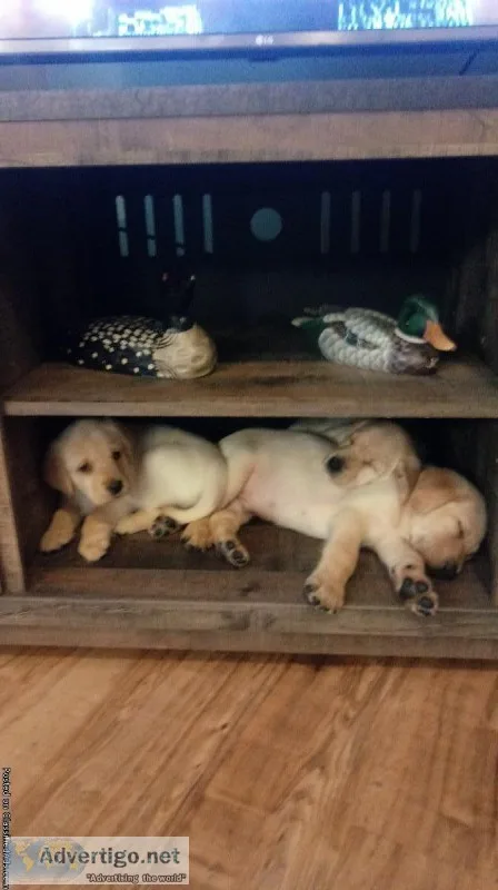 AKC LABRADOR RETREIVER PUPPIES