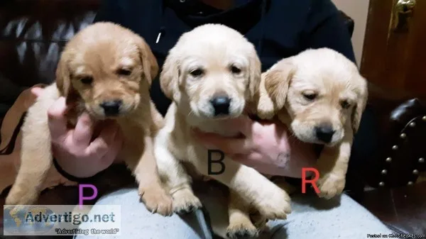 Goldador Puppies 