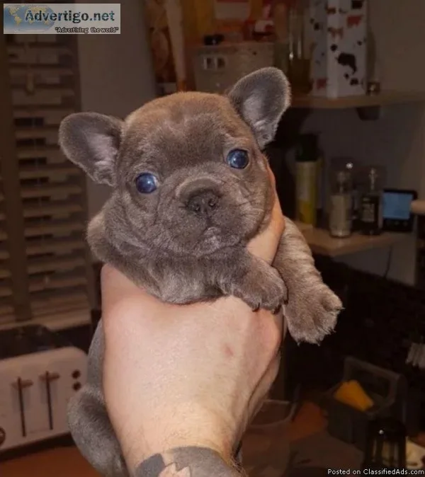 anxious MF French bulldog pups