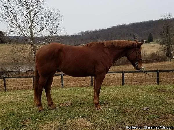 Chestnut Percheron Gelding