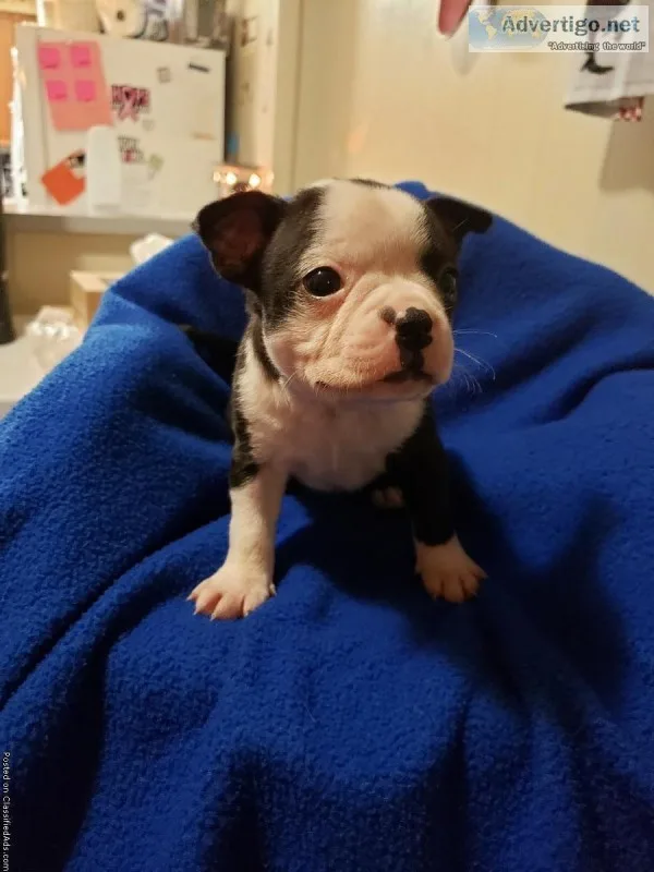Boston terrier puppies