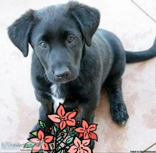 Sweet baby girl puppy