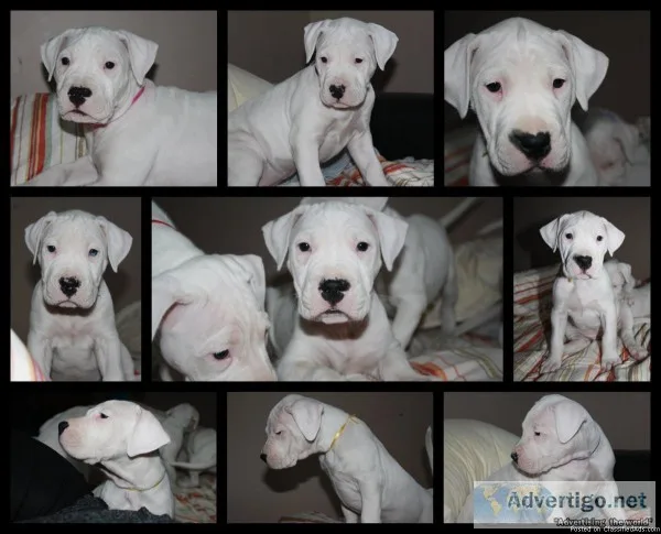 Purebred Dogo Argentino Puppies