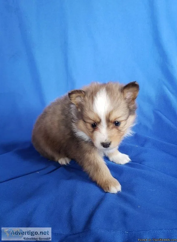 Ollie Male Aussie Sheltie Mini Mix