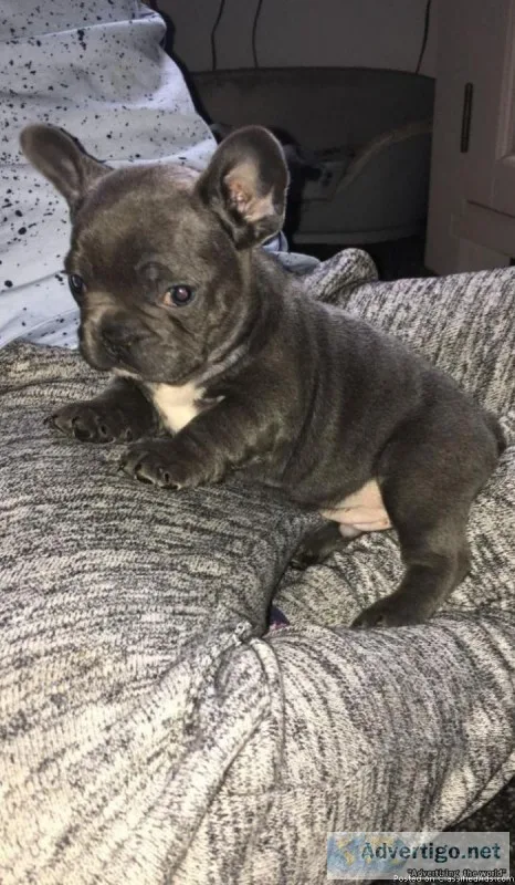 well Train MF French bulldog pups
