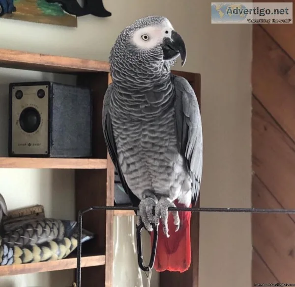 Tamed African Grey For Sale