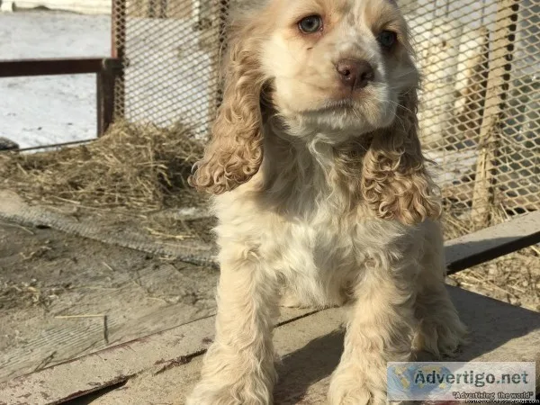 Cocker Spaniel&rsquos for Sale