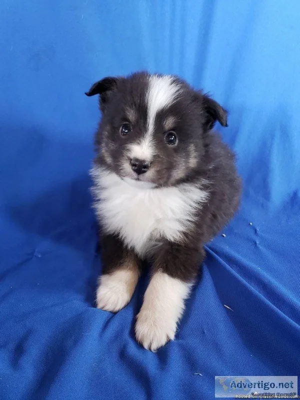 Joey Male Aussie Sheltie Mini Mix