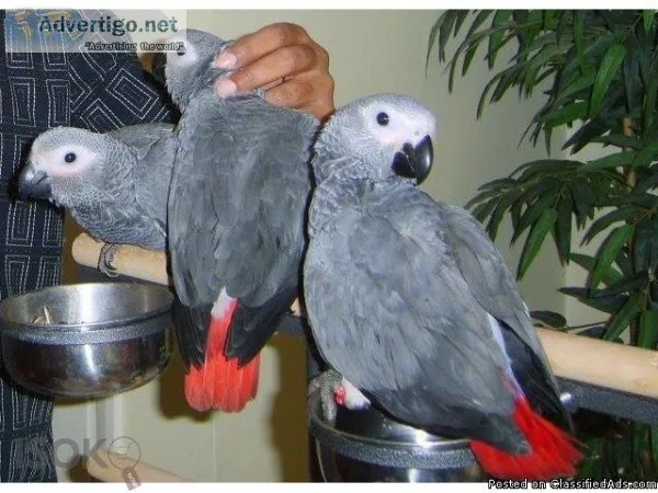 Beautiful Male and Female Congo African Grey Parrots for sale