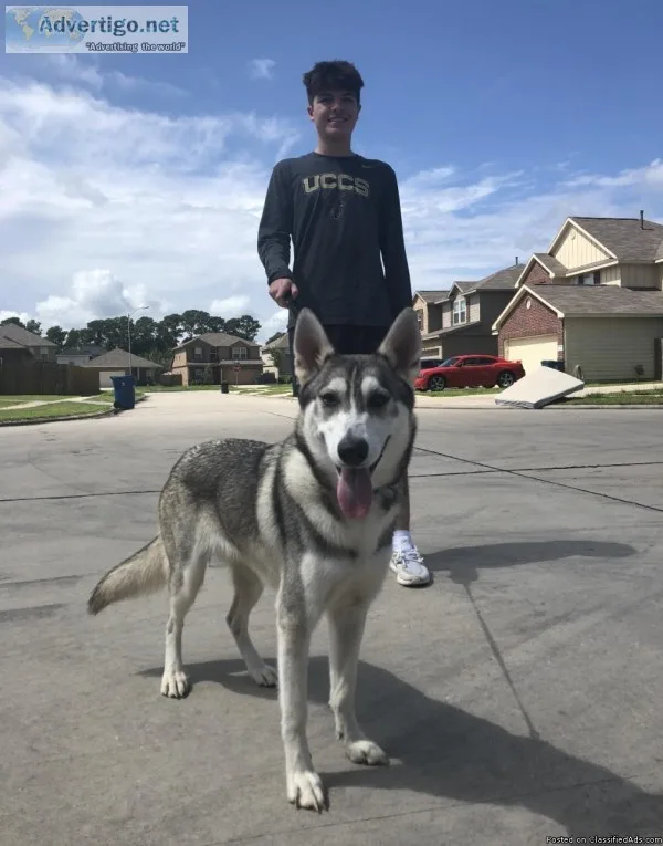 Husky German Shepherd FOR SALE