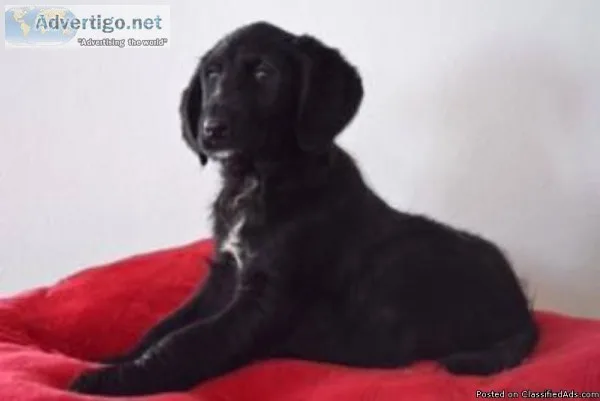 Raven Female F1 Labradoodle