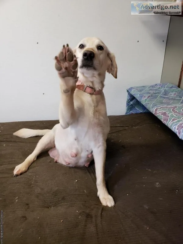 Golden Retriever pups for sale