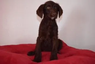 Starz Female F1 Labradoodle